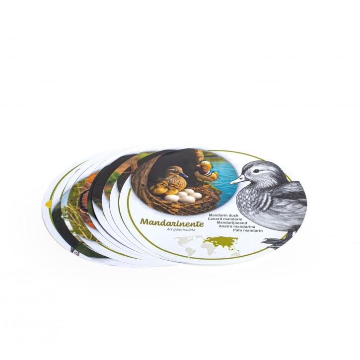 Entdecker-Set Vogeleier - Erzi 42486