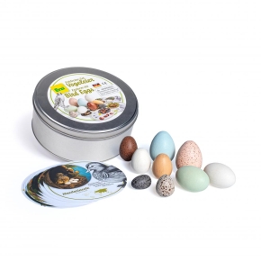 Entdecker-Set Vogeleier - Erzi 42486